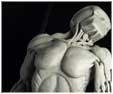 Chris Myers Character Animator Ecorche